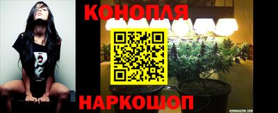 крисы Кулебаки
